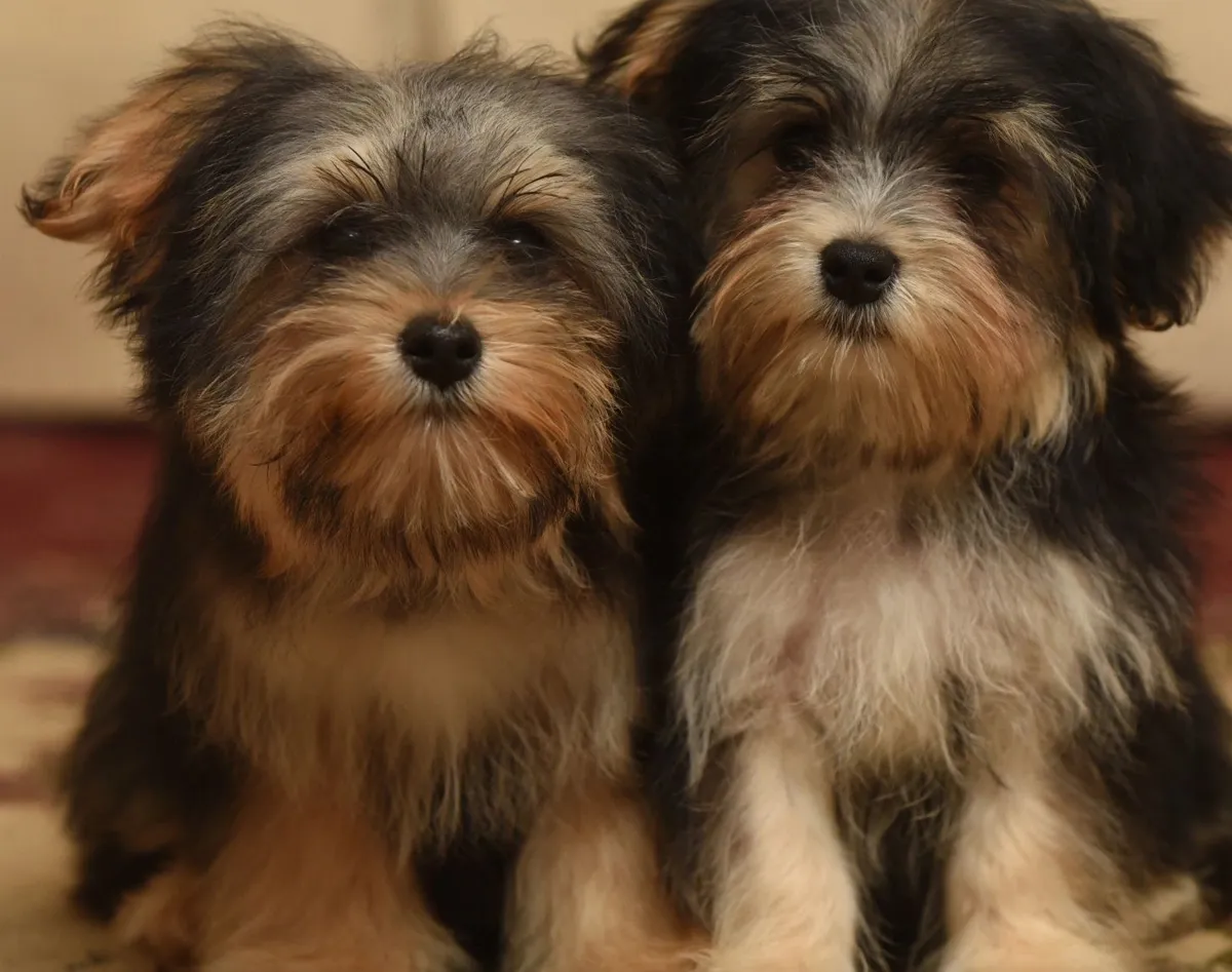Two Yorkie puppies sitting side by side