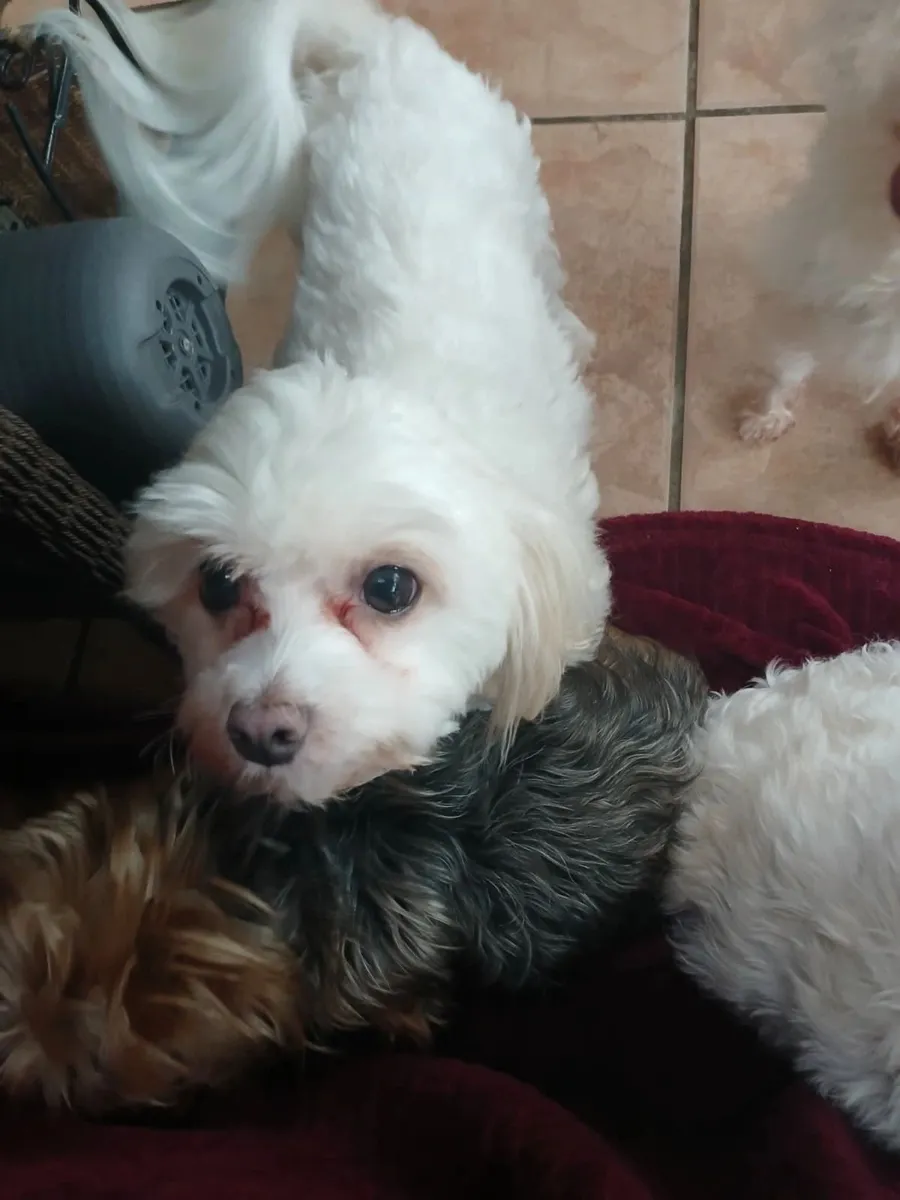 A fluffy white dog relaxing on a dog bed
